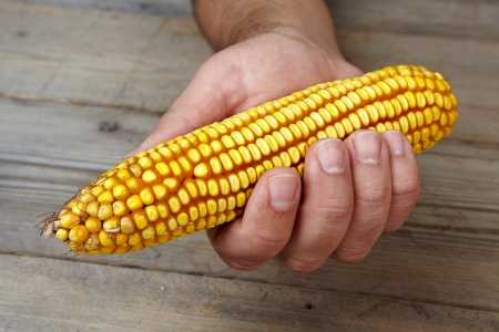 man s hands holding dry cornの写真素材