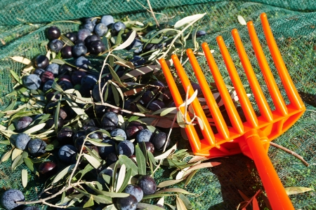 olives, just harvested from the tree, on the green netsの写真素材