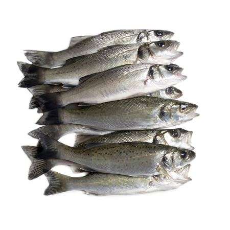 fresh fish, sea bass, ready for cooking, isolatedの写真素材