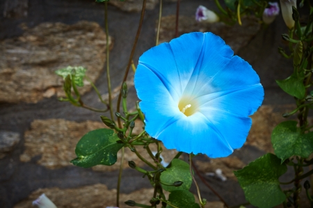 Blue bloom flower in natureの写真素材