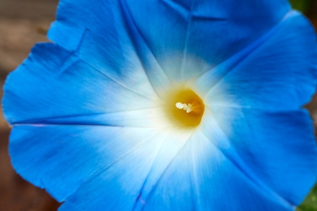 Blue bloom flower in natureの写真素材