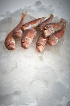 Fresh fish, mullet on ice