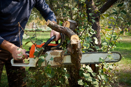 man without the necessary protection cuts tree with chainsaw