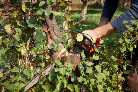 man without the necessary protection cuts tree with chainsaw