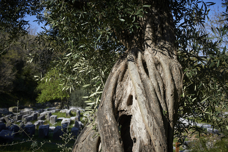 Elderly olive tree in  Samothrace, stock imageの写真素材