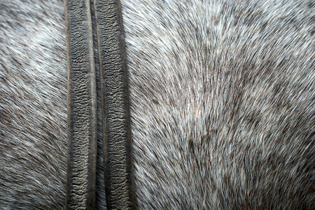 close up of textured pelt from a horseの写真素材