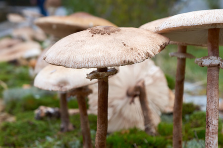 forest mushroom over mossの写真素材