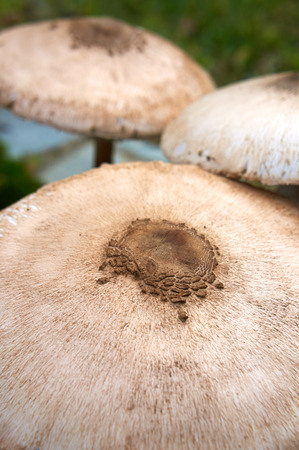 forest mushroom over mossの写真素材