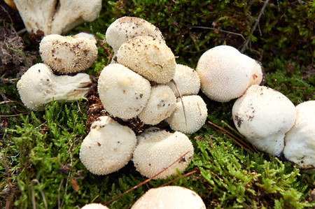 forest mushroom over mossの写真素材