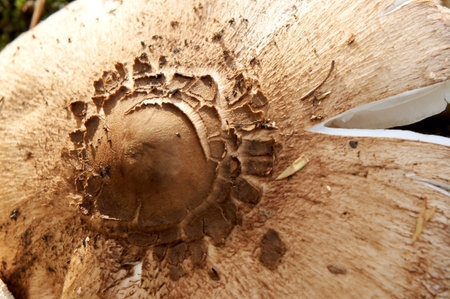 forest mushroom close up