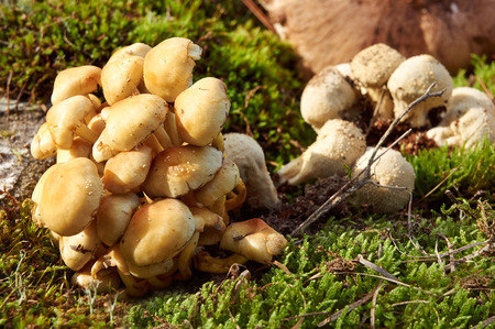 forest mushroom over mossの写真素材