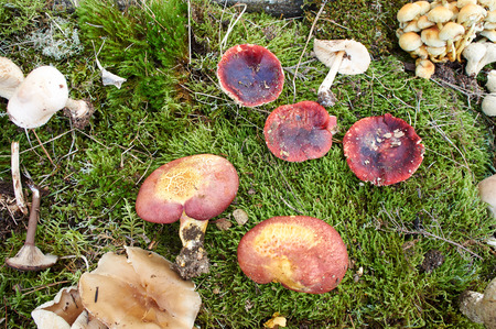 forest mushroom over mossの写真素材