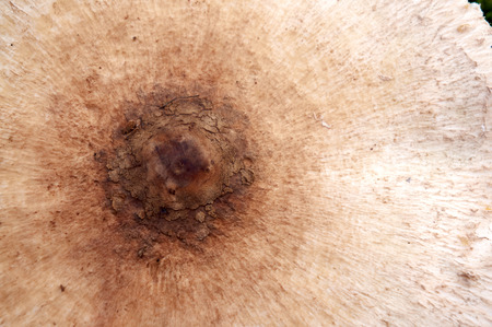 forest mushroom close upの写真素材