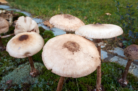 forest mushroom over mossの写真素材