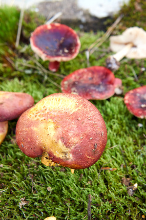 forest mushroom over mossの写真素材