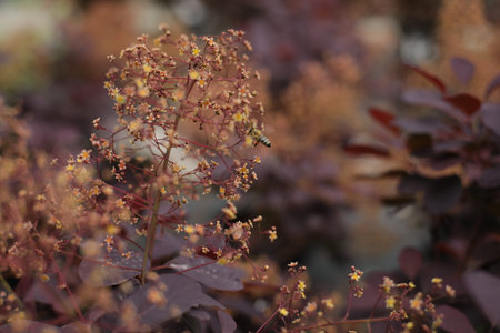 Plants, flowers, beautiful background, professional macro photography.