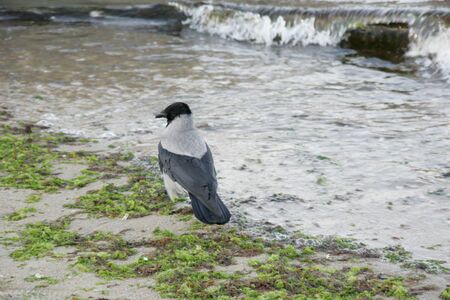 Beautiful crow on the sandy shore of the seaの写真素材