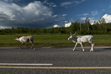 Reindeers in Norway. Reindeers on the island Senja, nord Norwayの写真素材