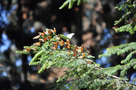 The monarch butterfly is a species of butterfly in the Nymphalidae family. One of the most famous butterflies in North America.の写真素材