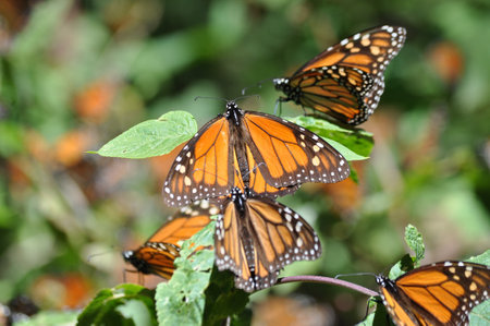The monarch butterfly is a species of butterfly in the Nymphalidae family. One of the most famous butterflies in North America.の写真素材