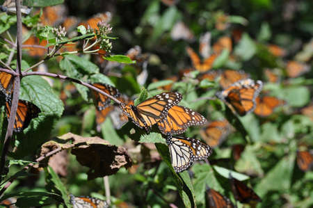 The monarch butterfly is a species of butterfly in the Nymphalidae family. One of the most famous butterflies in North America.の写真素材