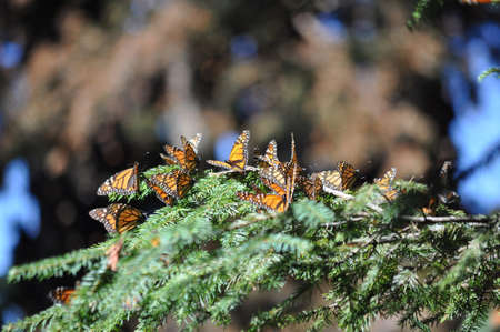 The monarch butterfly is a species of butterfly in the Nymphalidae family. One of the most famous butterflies in North America.の写真素材