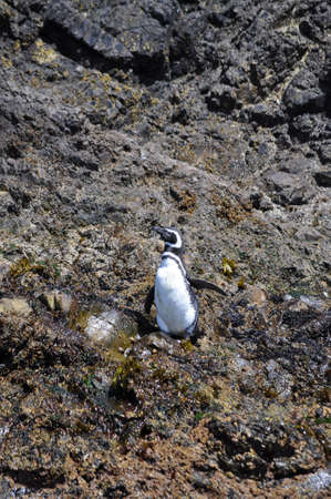 Chiloe Island is the largest island of the Chiloe Archipelago off the west coast of Chile, in the Pacific Ocean.の写真素材