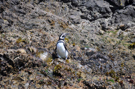 Chiloe Island is the largest island of the Chiloe Archipelago off the west coast of Chile, in the Pacific Ocean.の素材 [FY310186353979]