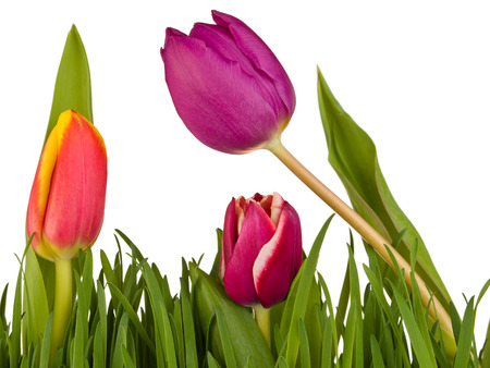 Tulips in the green grass isolated on white backgroundの写真素材