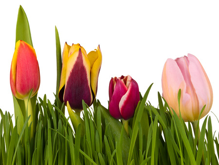 Tulips in the green grass isolated on white backgroundの写真素材