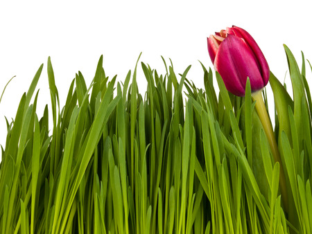 Tulip in the green grass isolated on white backgroundの写真素材