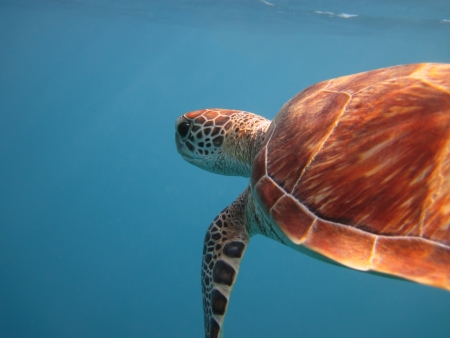 Green sea turtle (Chelonia mydas) swimming in the seaの写真素材