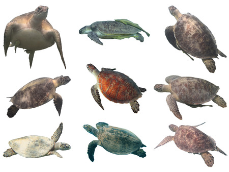 Sea turtle collection (green and hawksbill) isolated on white backgroundの写真素材