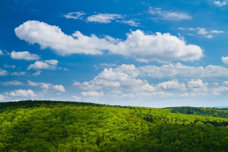 Beautiful green trees in spring with blue sky above.の写真素材