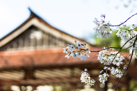 Cherry blossom with Japanese house behind,