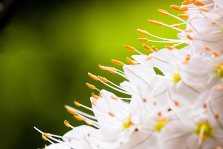 White flower on the green background.