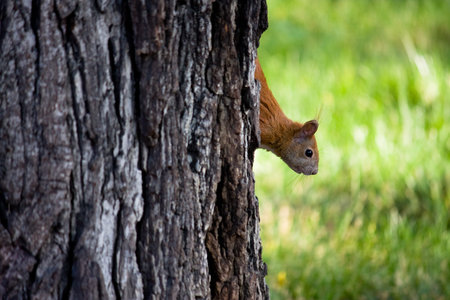Brown squirrel is curiously looking at the ground.の写真素材
