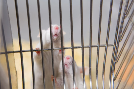 Two white laboratory mice inside the cage, very shallow focusの写真素材