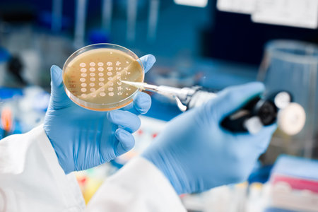 Two hands seen doing yeast spot assay or inoculation