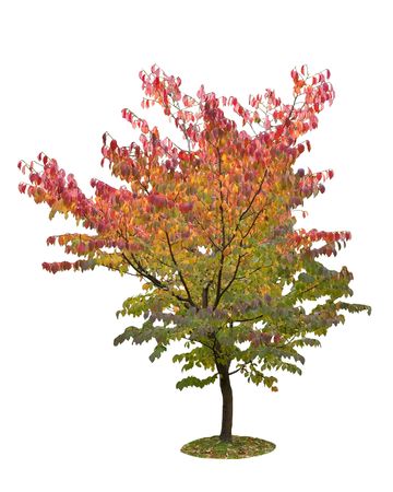 autumn colorful tree isolated on white backgroundの写真素材