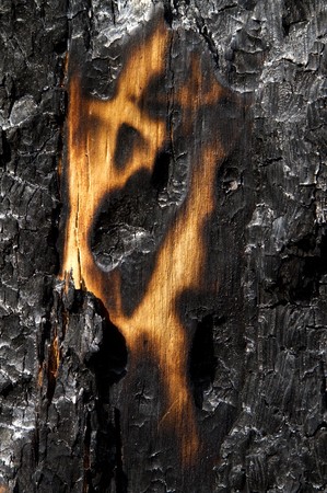 large fragment of charred tree trunk, after a forest fireの写真素材