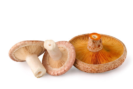 edible mushrooms, Lactarius torminosus and Lactarius deliciosus, isolated on white backgroundの写真素材