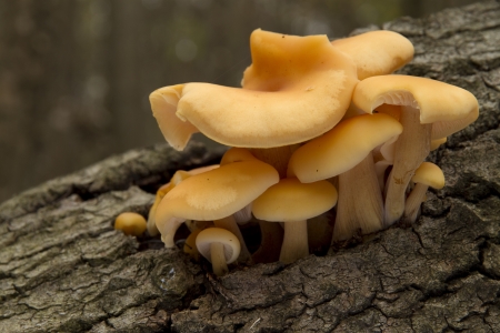 group of autumn mushrooms growing from tree barkの写真素材