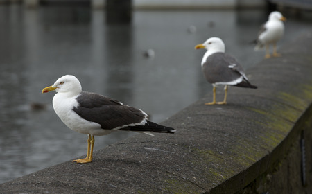 Sea gulls in the cityの写真素材