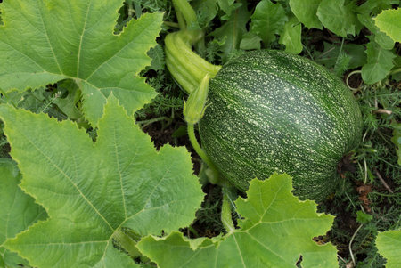 Squash growing on the vegetable bed in the garden.の写真素材