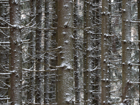 Trees covered with frost and snow in a cold winter day.