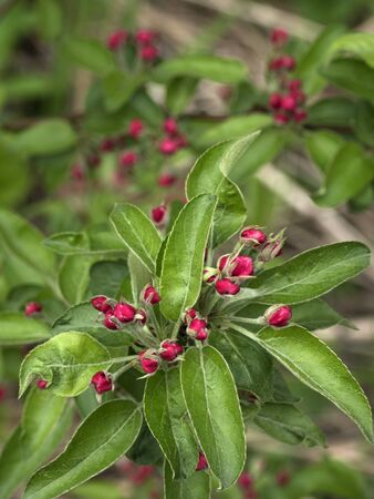 Apple tree branch with buds in sprin time. Spring Orchard.の写真素材
