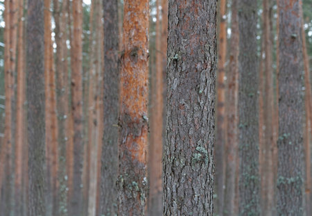 pine forest. Tree trunks as background. nature scene.
