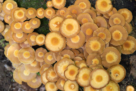 Mushrooms growing on a mossy tree stump in the summer forest. natural summer pbackground. close up...