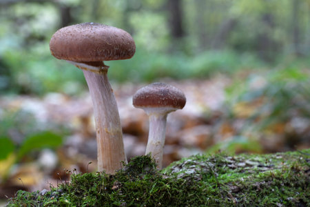 Mushrooms in autumn forest. Edible autumn honey mushrooms on a mossy birch tree trunk. (Armillaria mellea).の写真素材